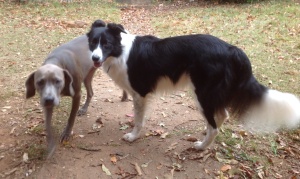 Cash with his newest new best friend, Paxil, in North Carolina.
